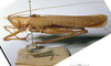CollectionObject 1541567; b759dc0e-e612-4b9f-93ba-1937b3602a67, MNHN3225813: male, lateral view. (CollectionObject).