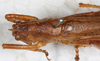 CollectionObject 1532826; NMW 21.603, a67a38fe-2613-4825-b01b-a030508a9a96: male, dorsal view. (CollectionObject).