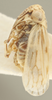 Habitus, lateral view on Ceratagallia artemisia Oman, 1939: Lateral. (Observation).