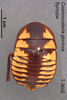 CollectionObject 1553150; MVMA T 3602, ba1caadb-54fc-49f3-b3f0-ea198b349a5c: Copyright Museum Victoria / CC BY. Holoytpe (not syntype), female, dorsal. (CollectionObject).