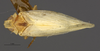 Habitus, dorsal view: !! display not done !! on Herpis albida (Metcalf, 1938): (Observation).