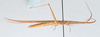 CollectionObject 2833356; 1121a34a-e4ea-4b94-8f04-fac98d71b064, CNCI 1012832: Cannula gracilis. Lateral view. (CollectionObject).