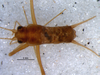 CollectionObject 1580526; e5fa31f9-e87d-477b-94fe-2a867e2aeac3: male, dorsal view (paratype). (CollectionObject).