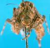 CollectionObject 1500825; 94740c93-30fa-4def-815d-c2ce4a6b57b5: female, frontal view (holotype). (CollectionObject).