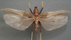 CollectionObject 1505631; 20add634-596b-42f6-9d6f-40b4ff70e2ad: female, dorsal view (holotype). (CollectionObject).