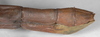 CollectionObject 1563877; 90a92825-0f66-4b12-b425-b8c783985434: copyright F. Hennemann. female: end of abdomen, lateral view (paratype). (CollectionObject).;CollectionObject 1563878; 25f6e27f-f4b1-4b31-b1b1-b4b944e61b1d: copyright F. Hennemann. female: end of abdomen, lateral view (paratype). (CollectionObject).