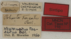 CollectionObject 1535953; 0c1cf85f-2457-4606-bc4b-fe4a02b03fb4: labels (syntype). (CollectionObject).