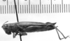 CollectionObject 1543640; c6a445d4-aa14-463e-9c64-9e0b35f9fa30: Image Carbonell, C.S. female, lateral view (holotype). (CollectionObject).
