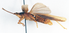 CollectionObject 1501037; cd4d7e4f-55b6-4b97-9028-7e19f398cdb0, DORSA BAdescurT01: male, lateral view (holotype). (CollectionObject).