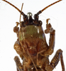 CollectionObject 1529605; 724b6fce-b214-429b-9e3e-574f423262d6: male face (syntype). (CollectionObject).