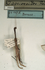 CollectionObject 1561841; 528bab4e-7f77-4bfc-8d4b-8fa50c9237d8: copyright NMW, Vienna. male (holotype). (CollectionObject).