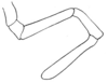 Hetaira (Atopana) varia (Walker, 1869): Fig. 81. male maxillary palp (neoallotype). (Otu).