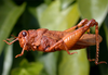 Neuquenina fictor (Rehn, 1943): female. (Otu).