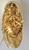 CollectionObject 1567088; f9920a55-8740-4a05-93e8-1544acfec038: Photo by Heidi Hopkins. Holotype, adult male, ventral habitus. (CollectionObject).
