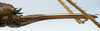 CollectionObject 1517335; ade24693-a9ce-4506-afcc-83bf822d907f: female ovipositor (holotype). (CollectionObject).