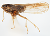 Habitus, lateral view on Delphacodes saccharicola Muir, 1926: (Observation).