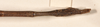CollectionObject 1557051; c2d53978-0caa-48a8-9b39-d483a47690bc: copyright OUMNH. male: end of abdomen, dorsal view of Phasma (Ctenomorpha) spinicollis (holotype). (CollectionObject).