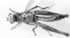 Rehnuciera elegantula (Rehn, 1916): female, dorsal view (holotype). (Otu).
