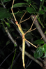 Copyright Paul D. Brock. female, Lanyuh Island culture stock in Taiwan Zoo, 11.x.2009. Depicts Phasmotaenia lanyuhensis Huang & Brock, 2001, an Otu.