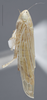 Habitus, lateral view on Dalbulus longulus DeLong, 1950: Lateral. (Observation).