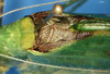 CollectionObject 1505313; b71307e7-dc91-41fb-aa40-cd0250c9d017: male, stridulatory area (holotype). (CollectionObject).