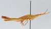 CollectionObject 2775443; CNCI 981742, bbb55178-be37-4178-9eeb-990a6a9ee235: Achurum carinatum. Lateral view. (CollectionObject).