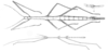 Heteronemia Gray, 1835: from Saussure & Redtenbacher, 1906. male & female of Heteronemia mexicana [TYPE SPECIES]. (Otu).