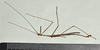 CollectionObject 1597602; 60bd49cf-3045-4de8-becd-238de49474f0: copyright, QM. male, lateral view (paratype). (CollectionObject).