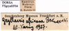 CollectionObject 1530795; cf4e4560-31cc-475f-8bf4-b19618b07022: female, labels. (CollectionObject).