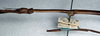 CollectionObject 1561646; NMW 349, 4c1bbda6-ad5e-4601-9742-4a505b7d719d: copyright NMW, Vienna. female: head and thorax, lateral view (syntype). (CollectionObject).