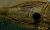 CollectionObject 1533221; 18ece7b2-6721-47c4-813f-393d914c7d6a: male pronotum and stridulatory area (holotype). (CollectionObject).