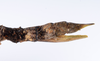 CollectionObject 1557059; c8974540-fb7c-4eb0-8b6a-845b988b2c3e: copyright ZMUH, Hamburg. female: end of abdomen, lateral view of Anisacantha difformis (syntype). (CollectionObject).;CollectionObject 1557060; f11b3972-192c-4031-b398-c47b261b475b: copyright ZMUH, Hamburg. female: end of abdomen, lateral view of Anisacantha difformis (syntype). (CollectionObject).;CollectionObject 1557061; e64ab6b8-4d03-4e84-a132-f4adcee7350b: copyright ZMUH, Hamburg. female: end of abdomen, lateral view of Anisacantha difformis (syntype). (CollectionObject).