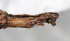 CollectionObject 1562367; NMW 241, 8a2be2e5-1ebe-4b1c-9056-d28ea6c97808: copyright NMW. female: end of abdomen, ventral view (syntype). (CollectionObject).
