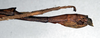 CollectionObject 1558179; NMW 869', d553eec1-147f-4418-9c41-cbc91257ac34: copyright NHMW, Vienna. female: end of abdomen, lateral view of synonym Acrophylla aliena (paralectotype) [a misidentified example of Ctenomorpha marginipennis]. (CollectionObject).
