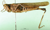CollectionObject 1501345; 42af98e7-7c4a-43a6-bb3d-e3223d176b1b: female, lateral view (syntype of Gymnobothrus manca). (CollectionObject).