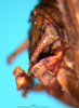 CollectionObject 1530806; cec5ac90-6b09-4042-b03f-8113768a3ac9: male cercus (syntype). (CollectionObject).