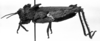 CollectionObject 1530105; 6eda9033-9ab0-4a8b-838f-4f6e9aa43a59: Image Carbonell, C.S. female, lateral view (holotype of Spathalium stali). (CollectionObject).