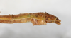 CollectionObject 1557510; ed9a1bd7-9c22-4906-add0-e9aa3b3aa129: copyright NMW, Vienna. male: end of abdomen, lateral view (lectotype). (CollectionObject).