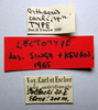CollectionObject 1506165; 10189de0-3c48-4953-8b47-356e26a9ea75: male, labels (lectotype of Orthacris carli). (CollectionObject).