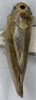 Habitus, dorsal view: !! display not done !! on Phlogotettix cyclops (Mulsant & Rey, 1855): (Observation).