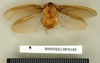 CollectionObject 1573068; 70c5adcf-488b-4d09-8c83-5fdb91910c4e: Copyright Natural History Museum, London. Non-type (adult male) in BM(NH). Ventral view. (CollectionObject).