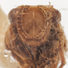 Head: !! display not done !! on Protrocha orbiculata (Ball, 1935): (Observation).