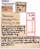 CollectionObject 1530712; 6b79df31-63f4-402d-8c2a-8eec2474c032: labels (syntype). (CollectionObject).