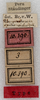 CollectionObject 1531825; ea2b4688-2e7c-4322-8ddc-5914932c3c80: labels (holotype). (CollectionObject).