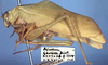 CollectionObject 1517352; b4e7e47c-6a89-47d1-88f5-2d63b2829726: male, lateral view (holotype). (CollectionObject).