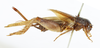 CollectionObject 1535319; 01efe256-e239-4024-8e2f-bbfb7e7ce900, MNHN-EO-ENSIF6924: female, lateral view (holotype). (CollectionObject).
