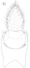 Anal tube processes: !! display not done !! on Cixidia (Cixidia) confinis (Zetterstedt, 1837): (Observation).