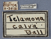 Other: !! display not done !! on Telamona calva Ball, 1933: (Observation).