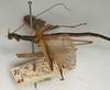 CollectionObject 1560383; NMW 1141'', 1146bad5-c9fd-4772-a1e9-12803cb0653b: copyright NMW, Vienna. male, lateral view (syntype). (CollectionObject).