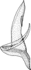 Aedeagus, lateral view: !! display not done !! on Cosmotettix (Cosmotettix) bilineatus (Gillette & Baker, 1895): Aedeagus, lateral view. (Observation).